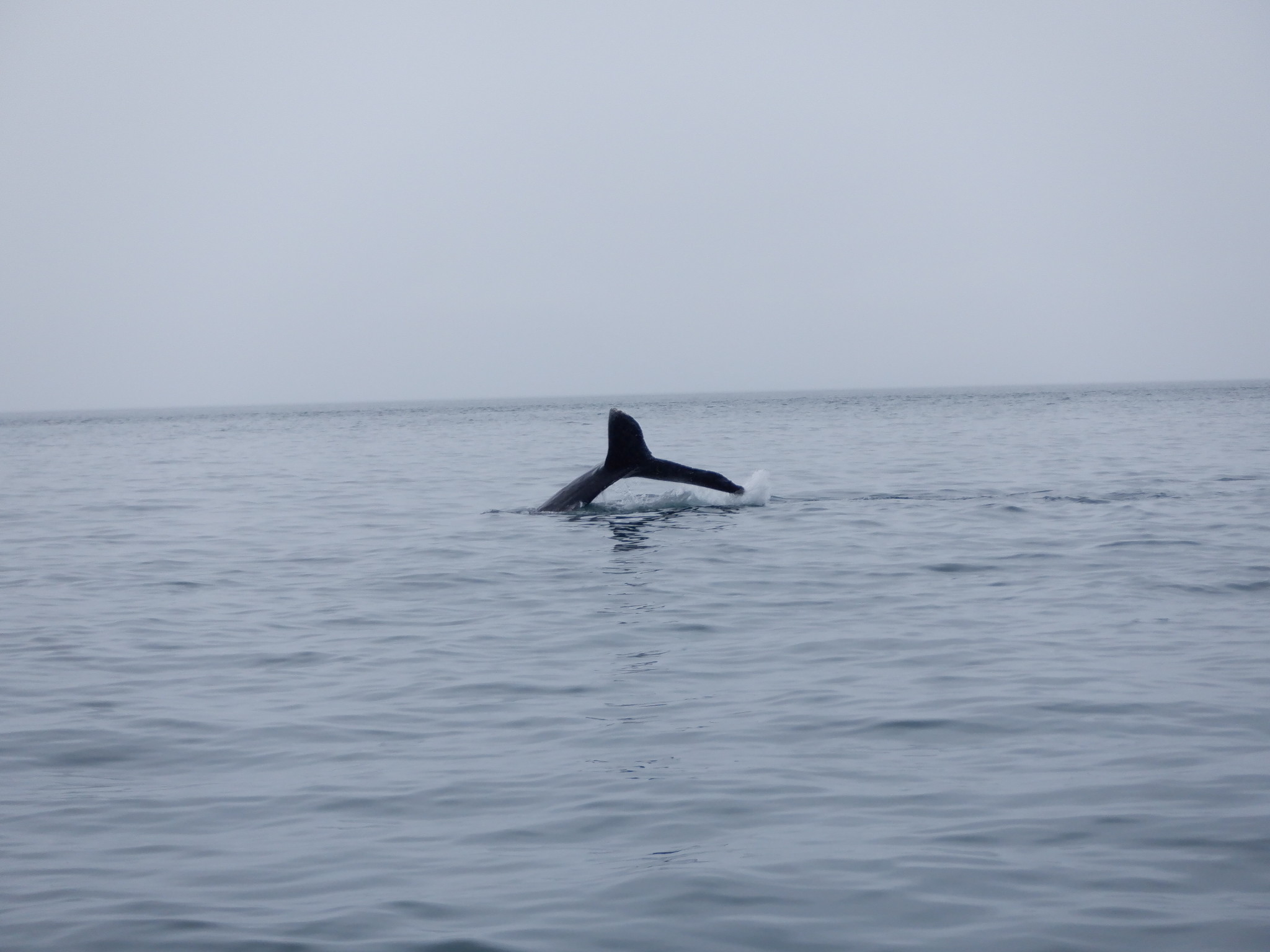 Whale In Alaska